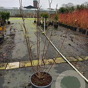 Magnolia soulangeana 100-125 cm 20L