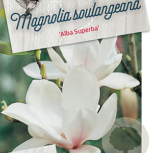 Magnolia soul. 'Alba Superba' 60-80 cm 5,0L