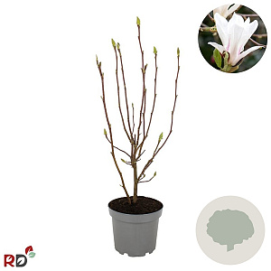 Magnolia soul. 'Alba Superba' 60-80 cm 7,5L