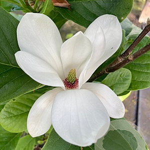 Magnolia soul. 'Alba Superba' 150-175 cm met kluit solitair