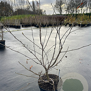 Magnolia stellata 80-100 cm 7,5L