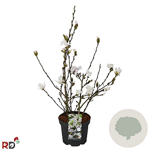 Magnolia stellata 60-80 cm 5,0L met knop