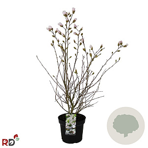 Magnolia stellata 100-125 cm 7,5L met knop