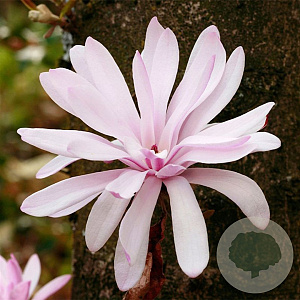 Magnolia st. 'Rosea' 80-100 cm met kluit solitair