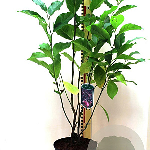 Magnolia 'Susan' 60-80 cm 5,0L