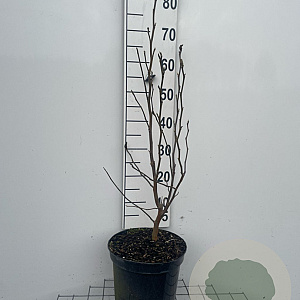 Magnolia 'Susan' 80-100 cm 7,5L