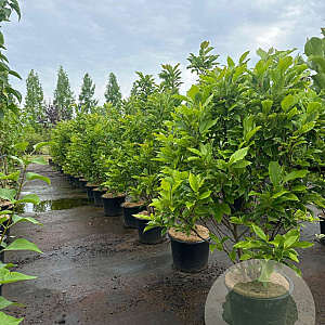 Magnolia 'Susan' 125-150 cm 20L