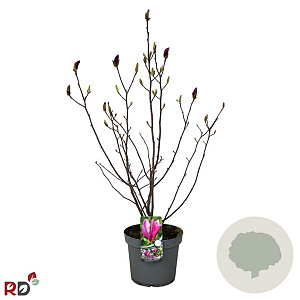 Magnolia 'Susan' 60-80 cm 7,5L met knop