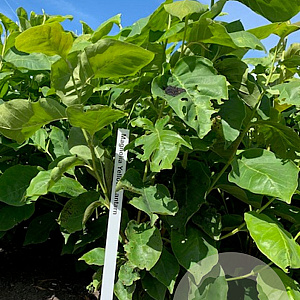 Magnolia 'Yellow Lantern' 60-80 cm met kluit