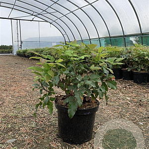 Mahonia aquifolium 25-30 cm 4,0L