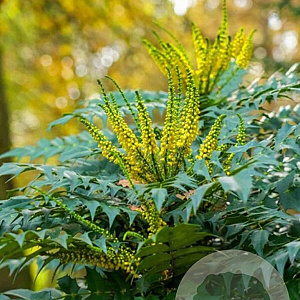 Mahonia japonica 80-100 cm 12L kegel