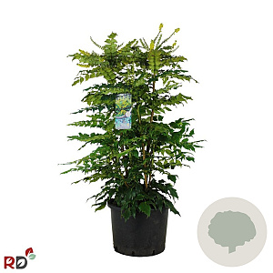 Mahonia japonica 'Hivernant' 100-125 cm 20L extra