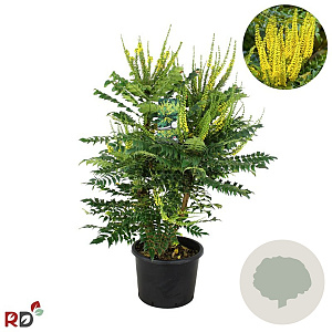 Mahonia media 'Winter Sun' 80-100 cm 20L extra