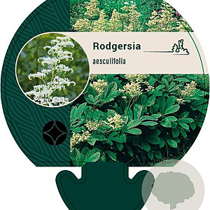 Rodgersia aesculifolia GM P9