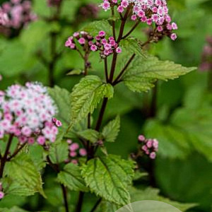 Rodgersia 'Dark Pokers' GM P9