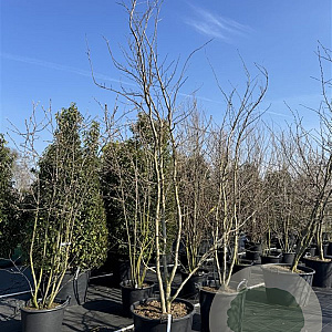 Parrotia persica 'Vanessa' 350-400 cm cont. 130L meerstammig