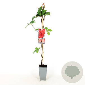 Parthenocissus q. 'Troki' 80-100 cm 2,5L