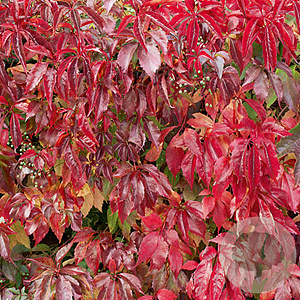 Parthenocissus q. 'Troki' 150-175 cm 5,0L