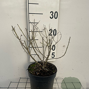 Perovskia 'Blue Spire' GM 2,0L