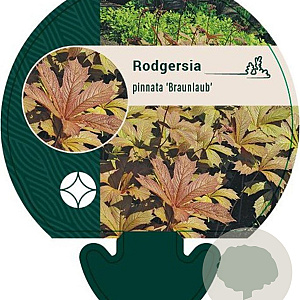 Rodgersia pinnata 'Braunlaub' GM P9