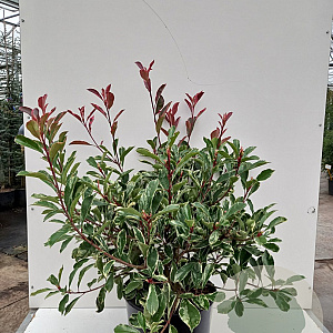 Photinia fraseri Pink Marble 100-125 cm 20L