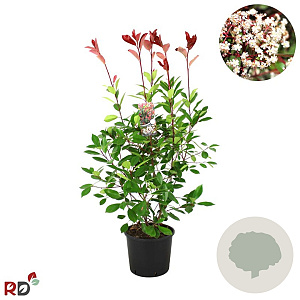 Photinia fraseri 'Red Robin' 80-100 cm 12L kegel