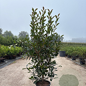 Photinia fraseri 'Red Robin' 125-150 cm 20L