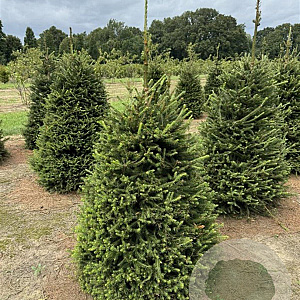 Picea abies 100-125 cm draadkluit