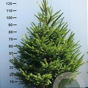 Picea abies 100-125 cm met kluit