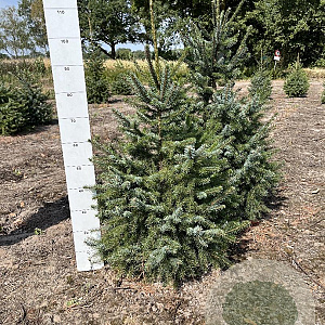 Picea omorika 80-100 cm met kluit