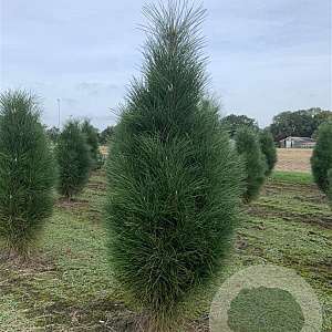 Pinus nigra 'Green Tower' 60-80 cm draadkluit