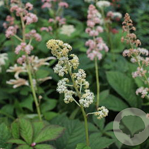 Rodgersia 'Spitzentänzerin' GM P9
