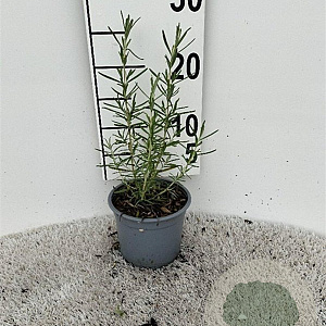 Rosmarinus officinalis 10-15 cm C1.3