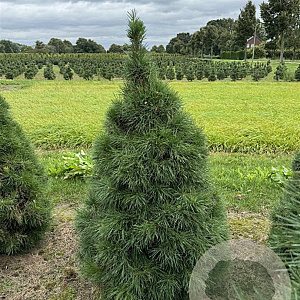 Pinus sylv. 'Norska' 100-125 cm draadkluit