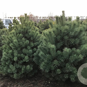 Pinus sylv. 'Norska' 150-175 cm draadkluit solitair