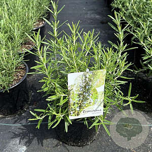 Rosmarinus officinalis 25-30 cm 2,0L