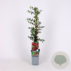 Pyracantha cocc. 'Red Column' 70 cm 2,0L