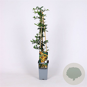 Pyracantha 'Golden Charmer' 70 cm 2,0L