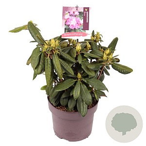 Rhododendron (Y) 'Blurettia' 25-30 cm 5,0L