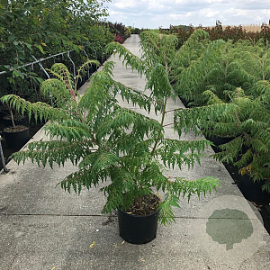 Rhus typhina 'Dissecta' 125-150 cm 20L