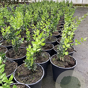 Ruscus aculeatus GM 1.5