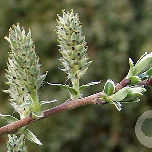 Salix repens 40-60 cm wortelgoed 0/1
