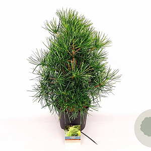 Sciadopitys verticillata 50-60 cm 7,5L