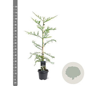 Sequoia sempervirens 80-100 cm 5,0L