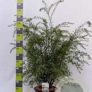 Spiraea cinerea 'Grefsheim' 100-125 cm 20L