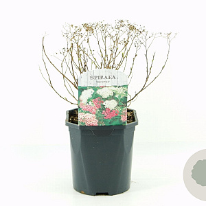 Spiraea jap. 'Genpei' 20-30 cm 2,0L