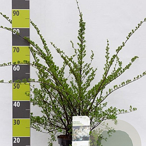 Spiraea nipp. 'Snowmound' 100-125 cm 12L