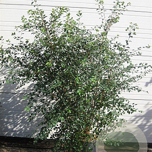 Spiraea vanhouttei 125-150 cm 20L