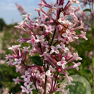 Syringa microphylla 'Superba' 100-125 cm 20L
