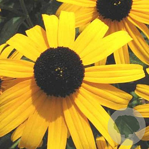 Rudbeckia f. 'City Garden' GM P9